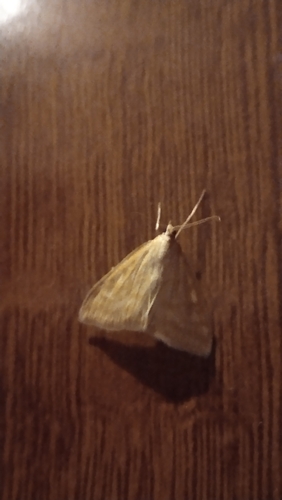 Photo of Lesser Pearl (Sitochroa verticalis)