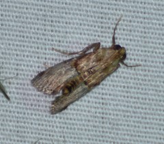Cacozelia elegans