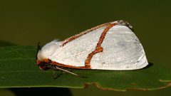 Thalaina selenaea
