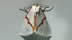 Thalaina selenaea