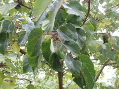 Idesia polycarpa
