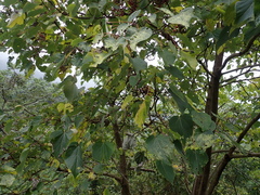 Idesia polycarpa