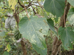 Idesia polycarpa