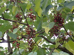 Idesia polycarpa