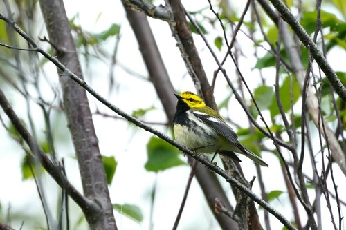 Setophaga virens image