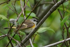 Setophaga ruticilla image