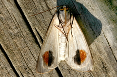 Thalaina selenaea