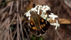 Hesperilla donnysa