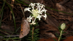 Hesperilla donnysa