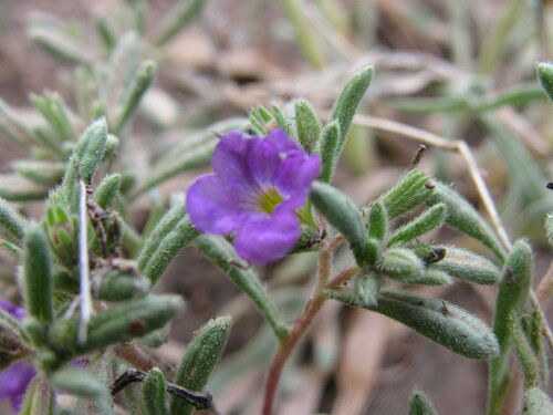 Bristly nama (Nama hispida)