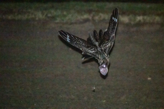 Red-Necked Nightjar photo 2