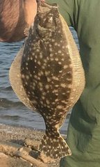 Paralichthys lethostigma