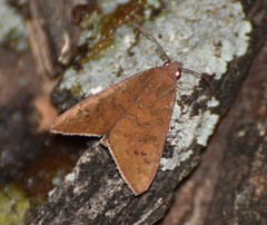 Anomis illita