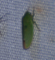 Ponana