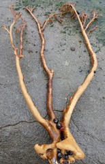 Lessonia trabeculata