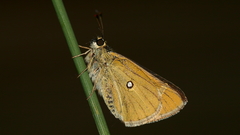 Trapezites lutea