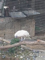 Cacatua alba