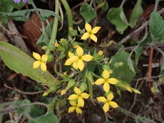 Kalanchoe integra