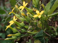 Kalanchoe integra