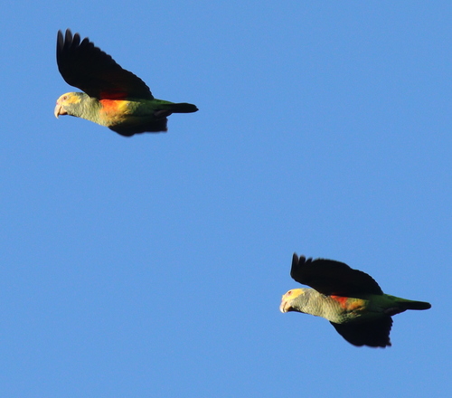 Yellow-faced Parrot (Alipiopsitta xanthops), photo 10