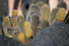 Brachycereus nesioticus