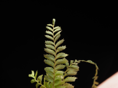 Plagiochila rutilans