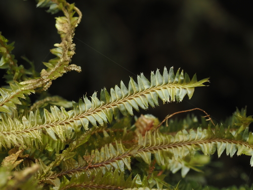 Plagiochila cristata
