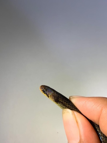 Photo of a Ecuadorean Ground Snake (Atractus ecuadorensis)