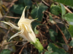 Datura metel