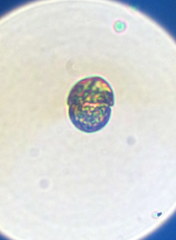 Miozoa