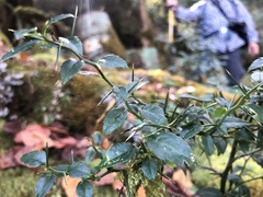 Prinsepia scandens