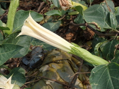 Datura metel