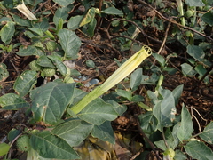 Datura metel