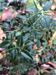 Prinsepia scandens