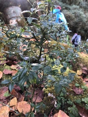 Prinsepia scandens