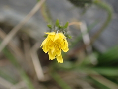 Picris hieracioides morrisonensis