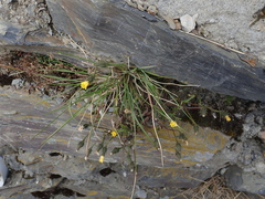 Picris hieracioides morrisonensis