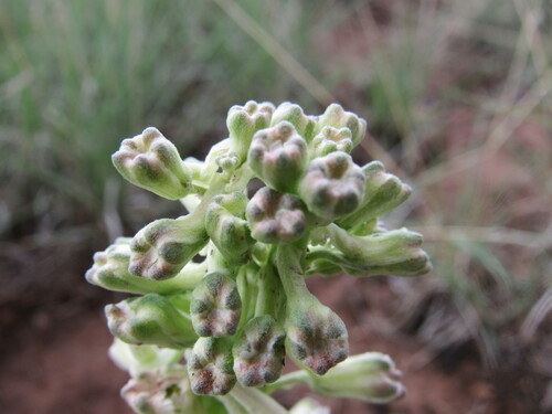 Image of Delphinium wootonii by (c) Anders Hastings, some rights reserved (CC BY)