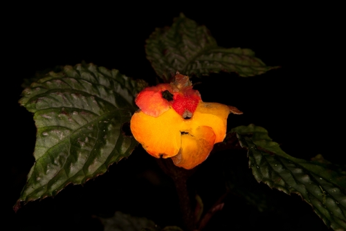Nautilocalyx urticifolius