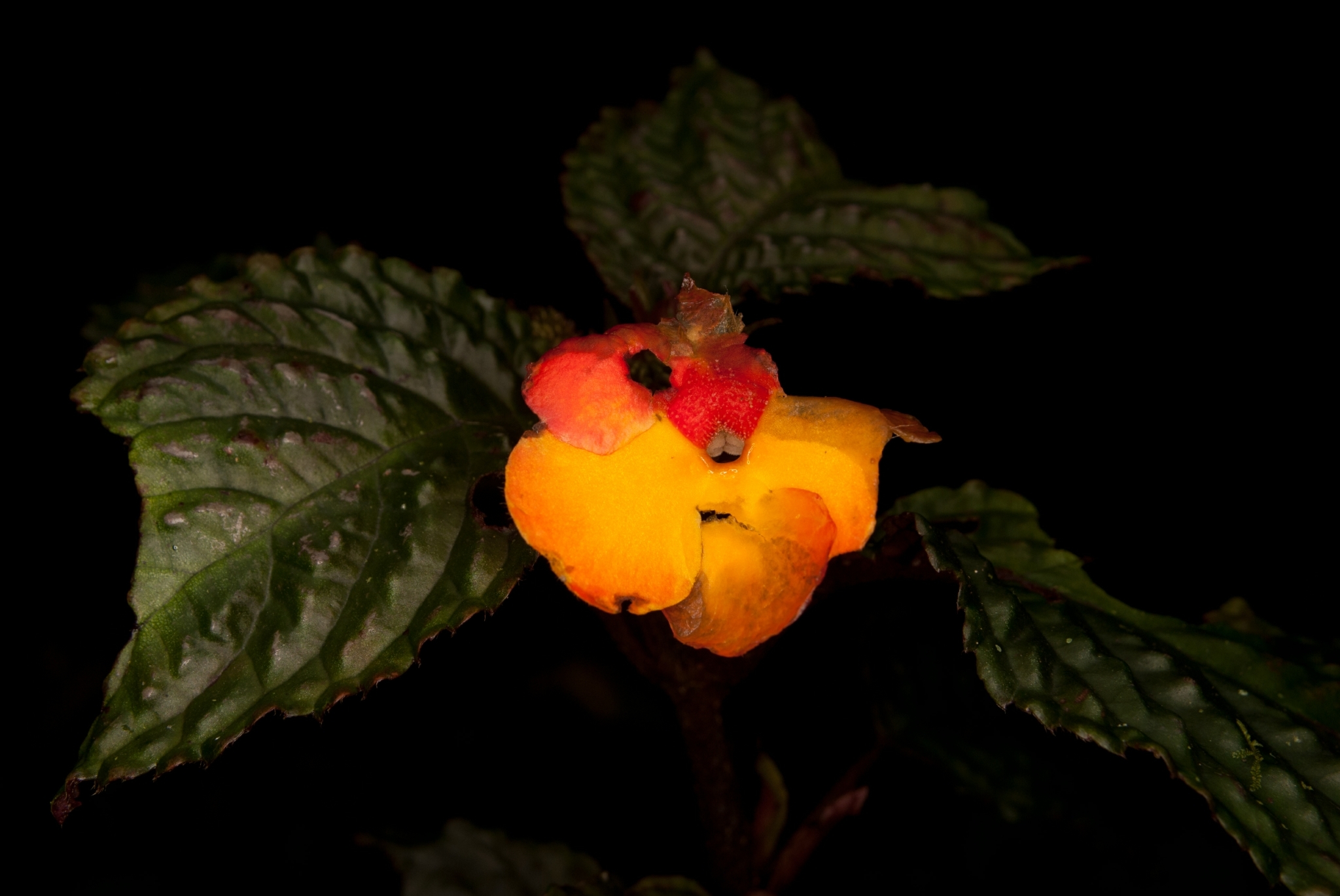 Nautilocalyx urticifolius