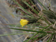 Picris hieracioides morrisonensis
