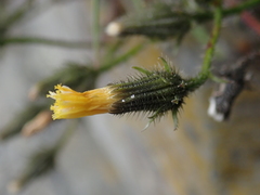 Picris hieracioides morrisonensis