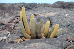 Brachycereus nesioticus