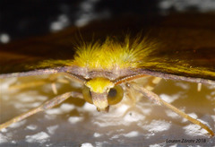 Periclina syctaria