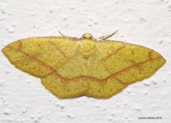 Periclina syctaria