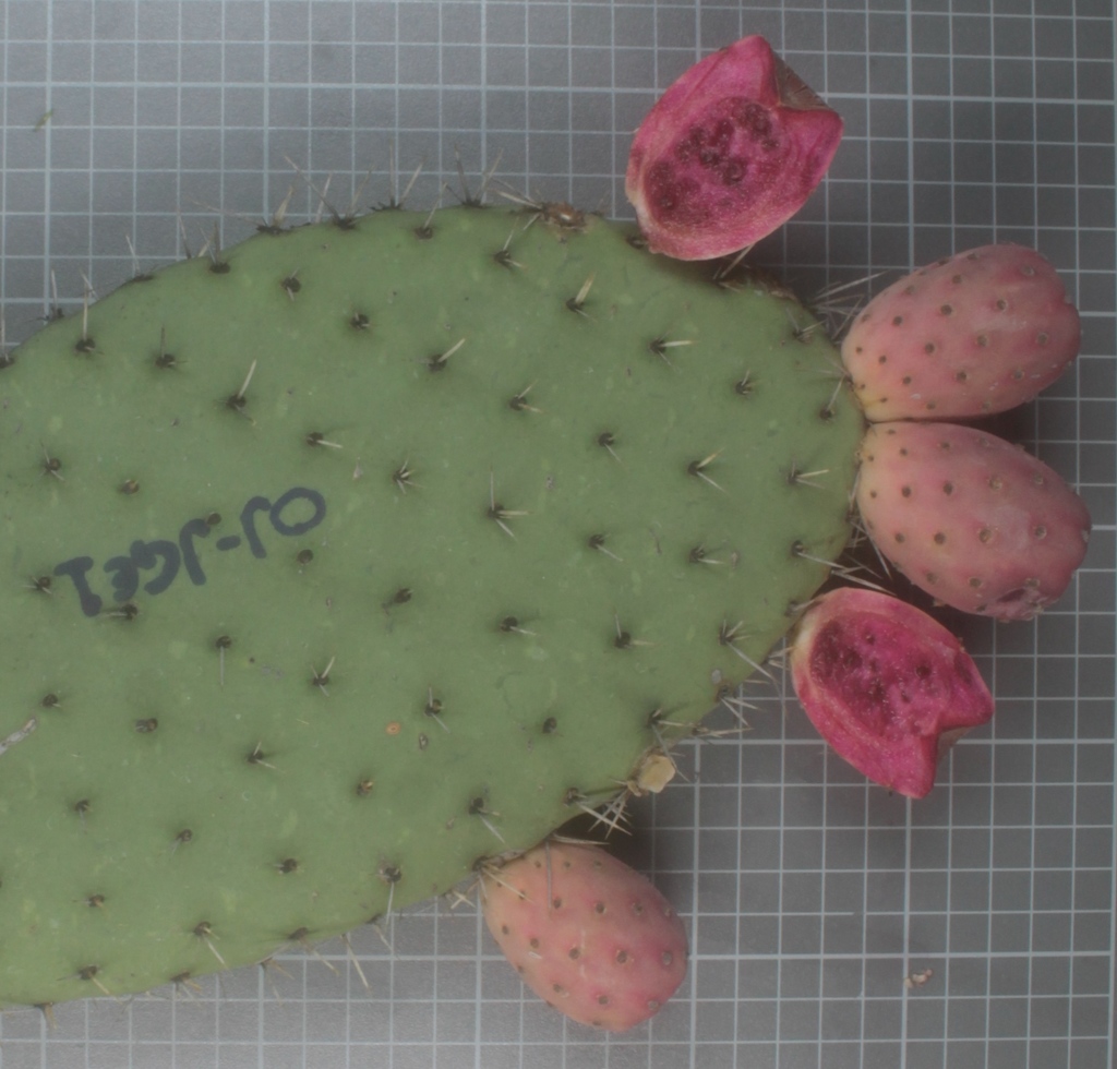 Jalisco prickly pear