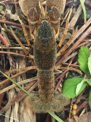 Creaserinus danielae