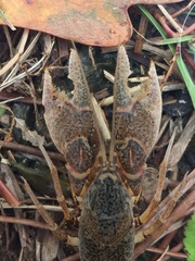 Creaserinus danielae