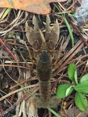 Creaserinus danielae