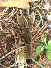 Creaserinus danielae